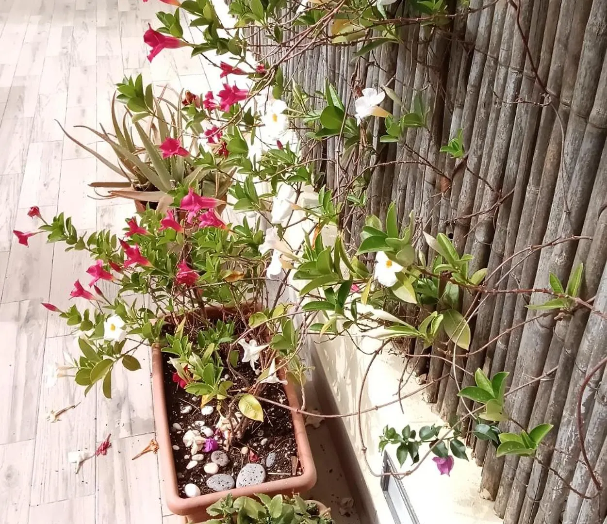 Σπίτι διακοπών Casa Vacanze Eloise Quartu SantʼElena Ιταλία